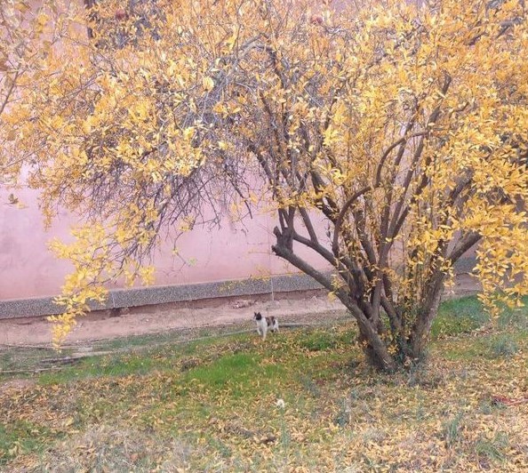 ざくろの木も黄色の葉に。