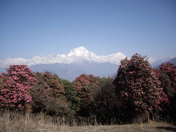 ヒマラヤの山々と満開のシャクナゲ（2008年3月撮影 ゴレパニトレッキングルート中）