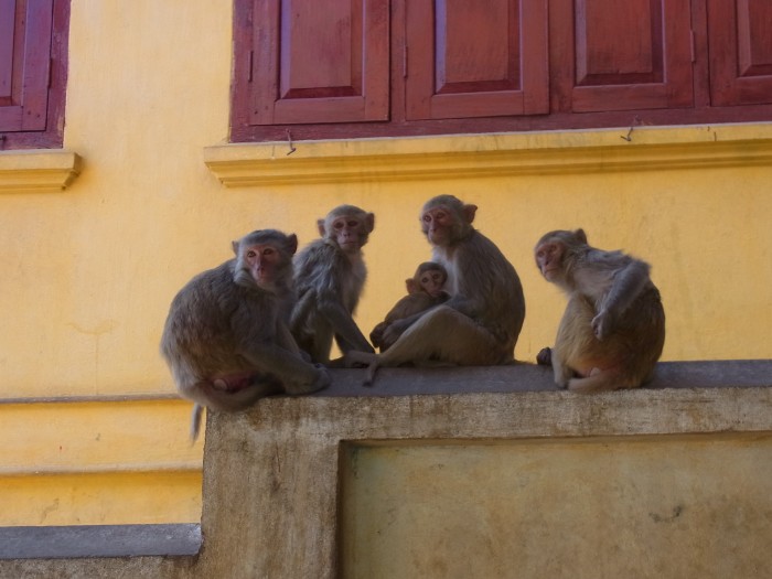 来年は申年！ということで、ミャンマーポッパー山のお猿さんたち