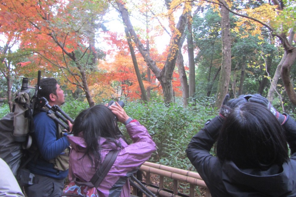 紅葉も美しかった神代植物公園