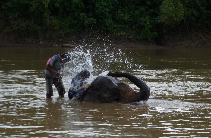 象との水浴び