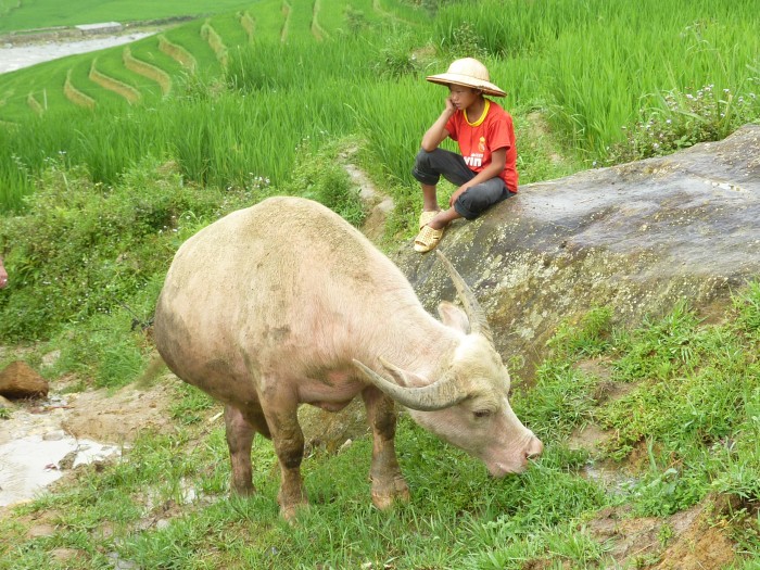 ベトナム北部サパ郊外の田んぼで出会った水牛
