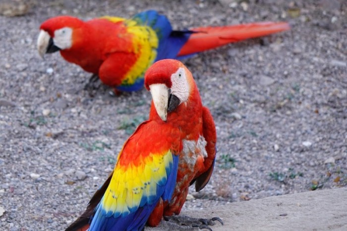 コンゴウインコ