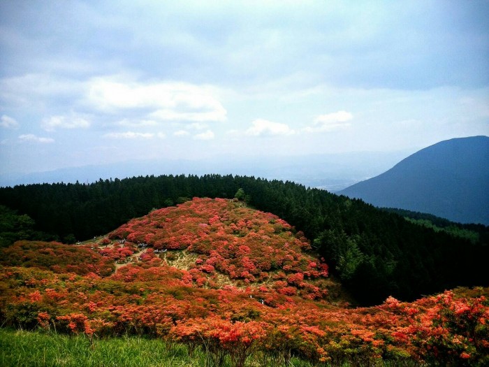 つつじが満開の葛城山