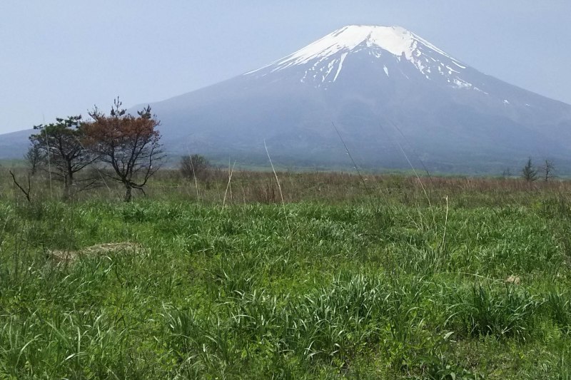 初夏の富士山麓草地