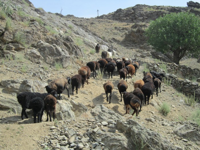 アスラフ村周辺散策で出会った家畜