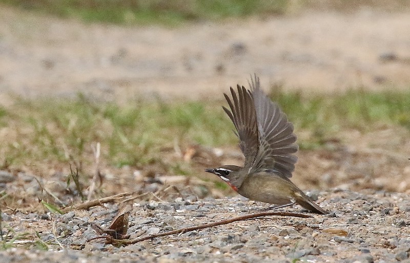 カマキリを狙うノゴマ