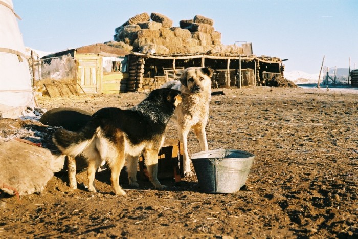 モンゴルの草原で寒いと身体を寄せ合う犬達と、干草たっぷりの冬営地