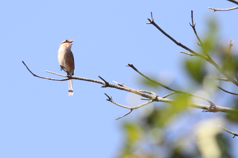 高鳴きするモズ