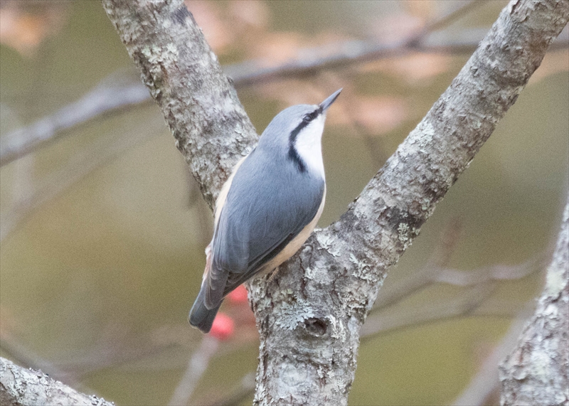 ゴジュウカラ ゴジュウカラ