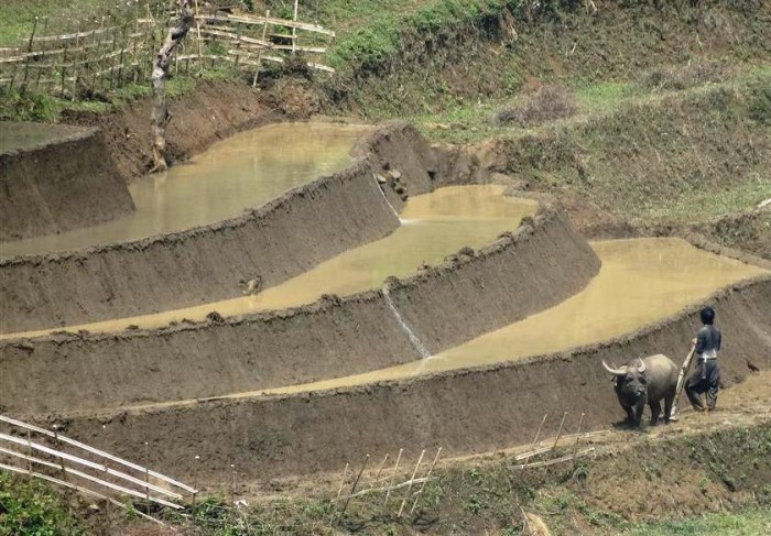 ここは水牛文化圏。棚田で田植えの準備。小さな区画で活躍する水牛は貴重な財産です(イティにて)