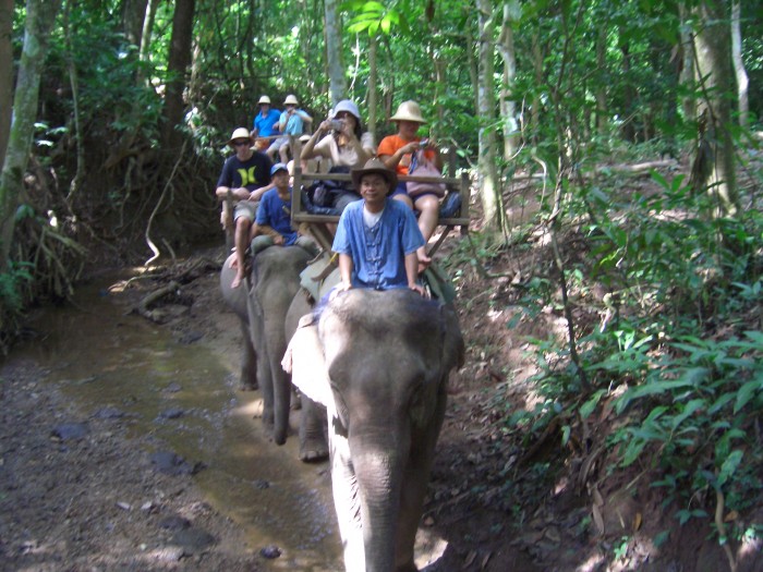 象に乗って森や川を行きます