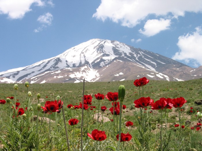 イラン最高峰の麓はチューリップやポピーが楽しめます（６月撮影）