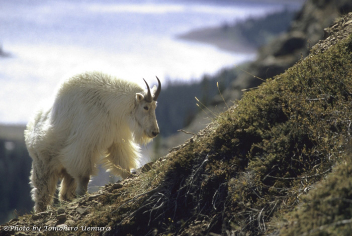 yukon_kiji006_14