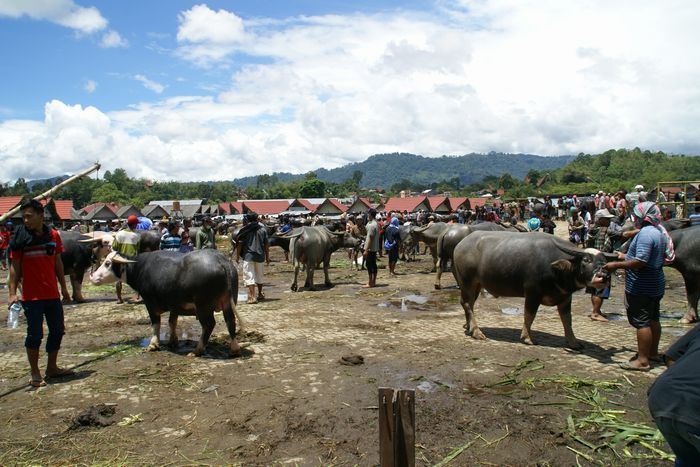 トラジャの水牛マーケット（インドネシア）