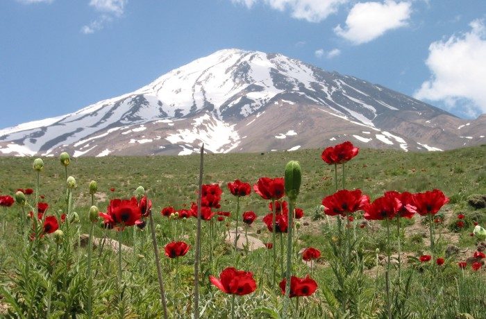 イラン最高峰のダマーヴァンド。6月はチューリップの季節です。