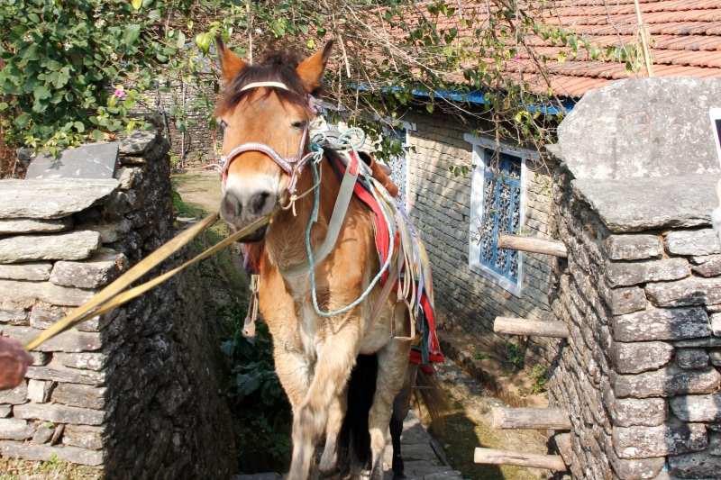 ムスタン馬