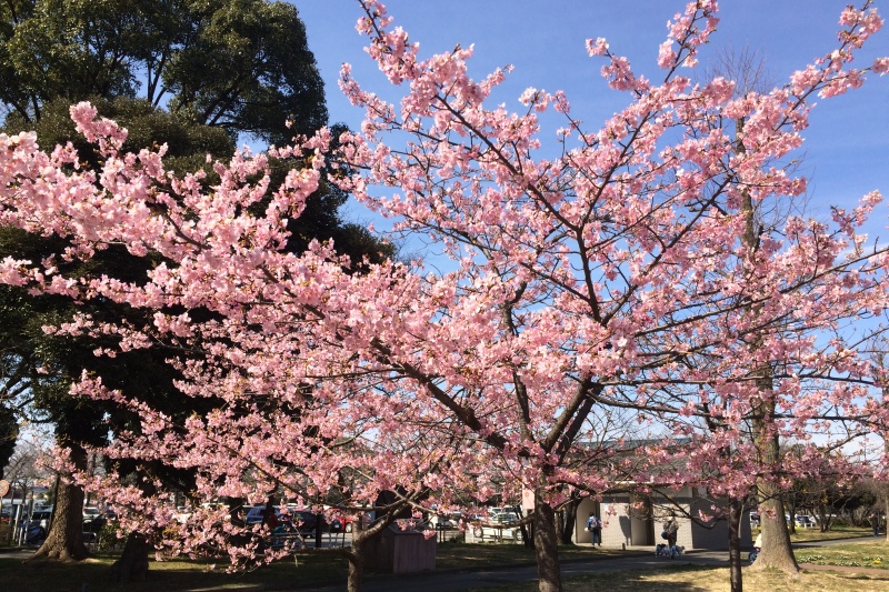 河津桜 河津桜
