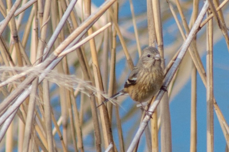ベニマシコ♀ ベニマシコ♀