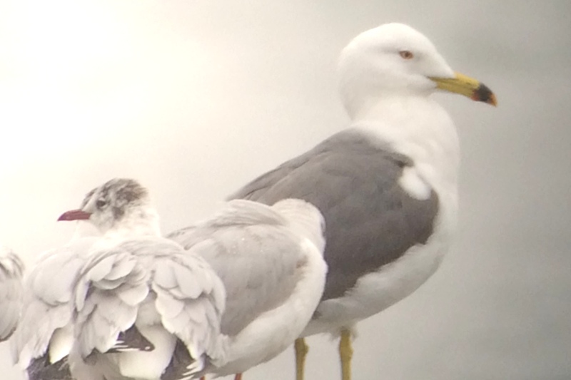 ウミネコ&ユリカモメ ウミネコ&ユリカモメ