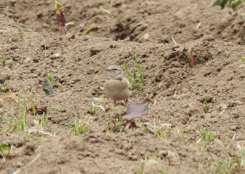 ヒメコウテンシ ヒメコウテンシ