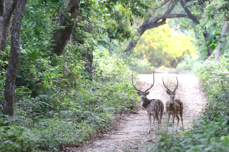 ほ乳類も多いバルディア国立公園