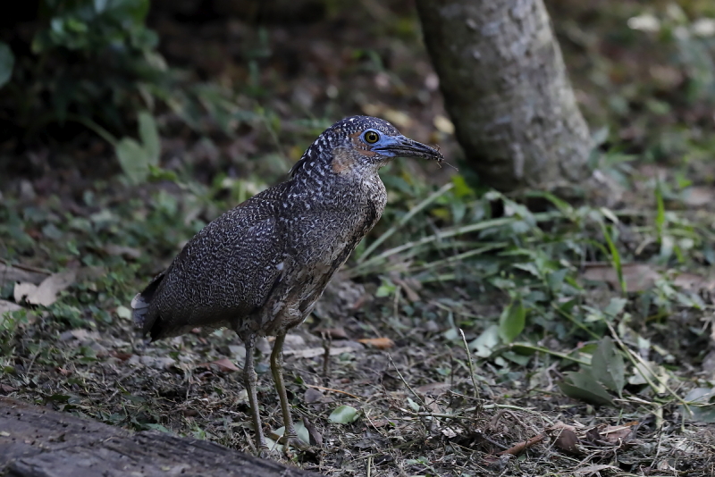 ズグロミゾゴイ幼鳥 ズグロミゾゴイ幼鳥