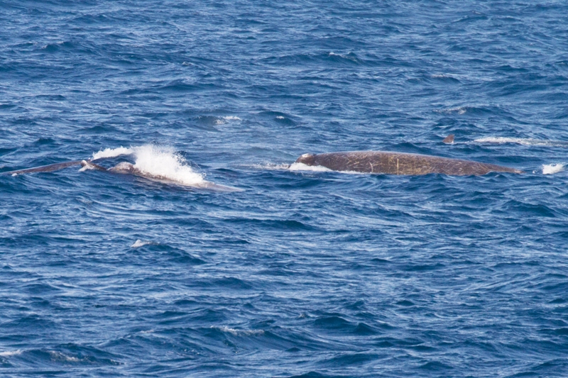 ツチクジラ ツチクジラ