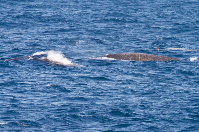 ツチクジラ