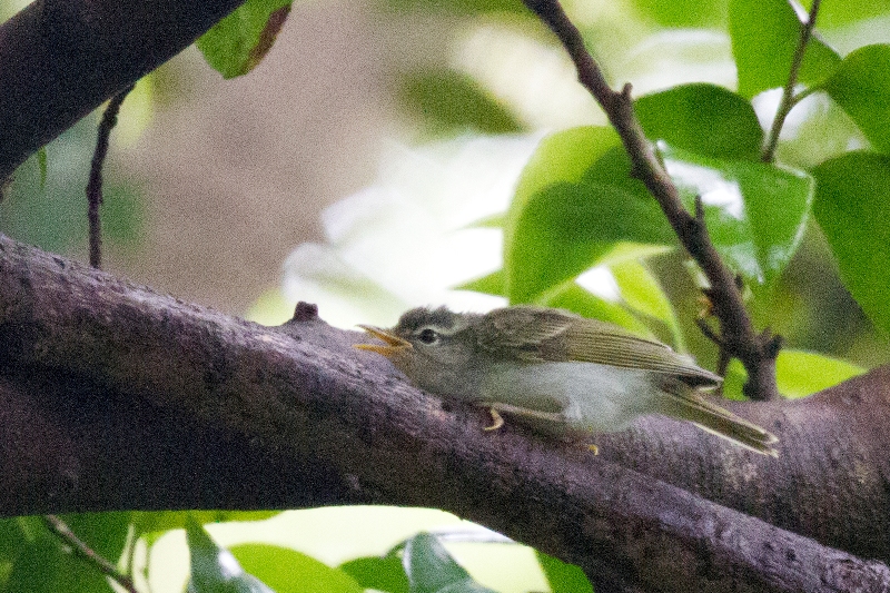 イイジマムシクイ イイジマムシクイ