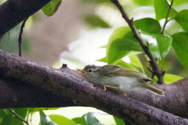 イイジマムシクイ