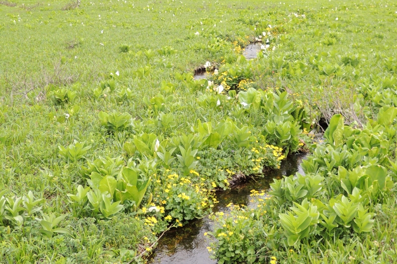 湿地の野草