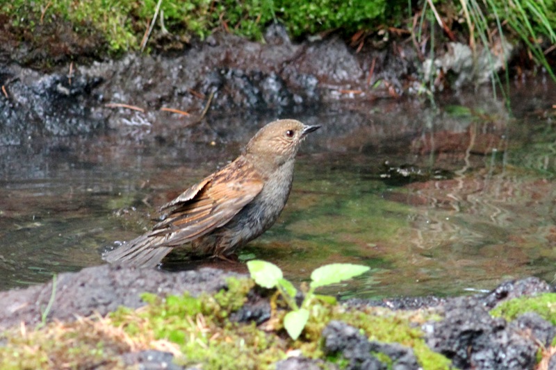 カヤクグリ カヤクグリ