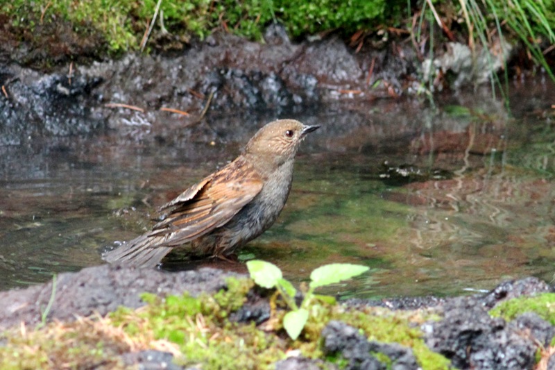 カヤクグリ