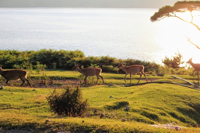 島内に約500頭の鹿が生息している