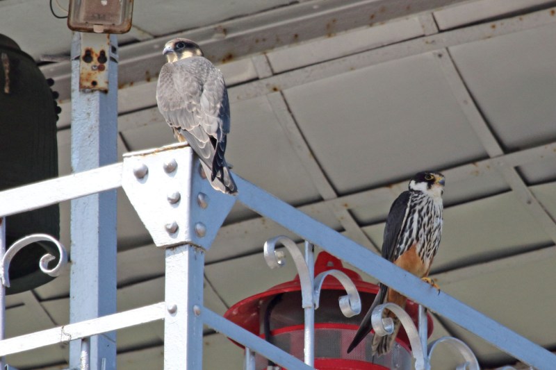 櫓に止まる♂親と幼鳥