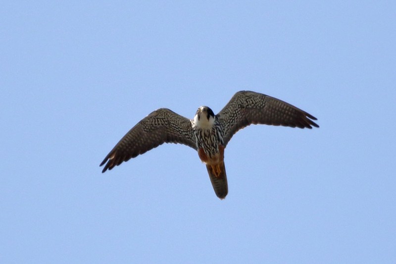 向かってくる♂成鳥