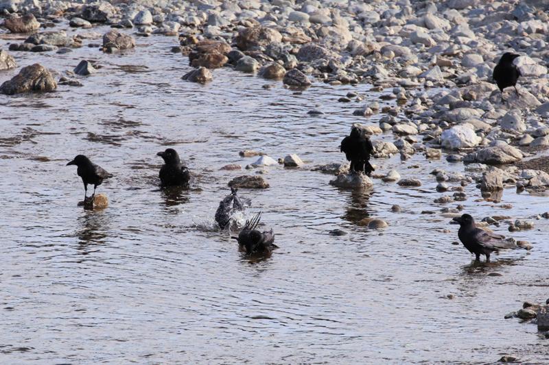 水浴びをするハシブトガラスとハシボソガラスの群れ