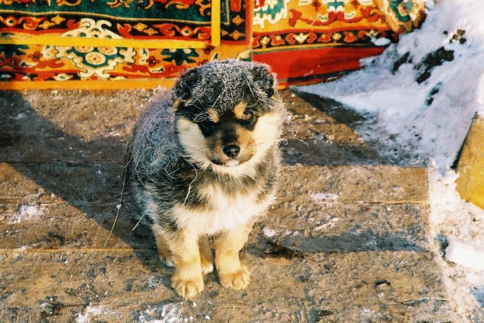 モンゴルの犬もマイナス20℃はさすがに寒そう