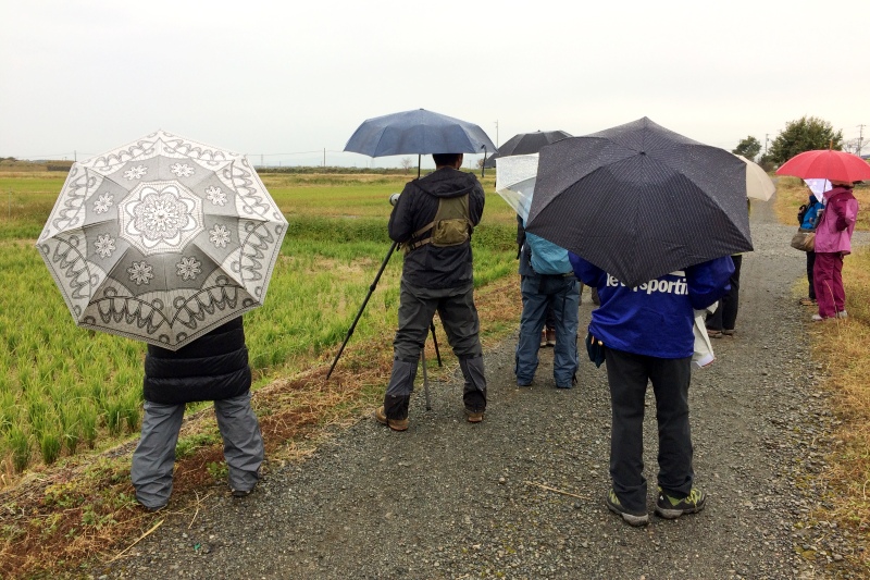 雨の浮島ヶ原