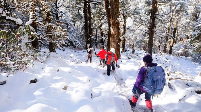 「ここは冬の八ヶ岳かしら?」なんて笑いながら歩いた樹林帯