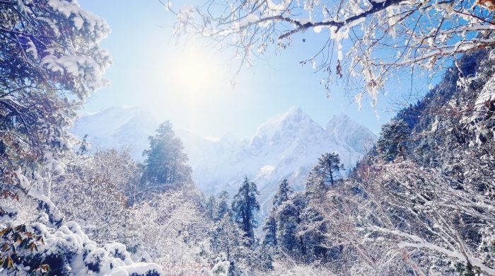 日本の雪山と森の雰囲気がとっても似ていますが、見えてる山は6538mのプンギヒマール
