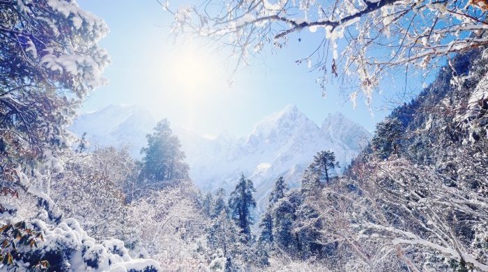 日本の雪山と森の雰囲気がとっても似ていますが、見えてる山は6538mのプンギヒマール