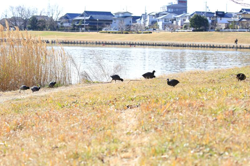 オオバンの群れ　目の赤いところまでじっくり見れました。