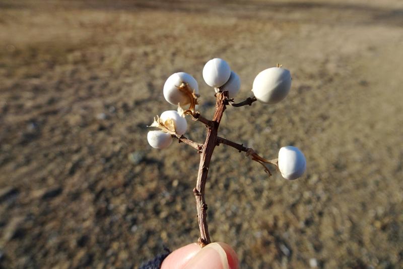 ムクドリが食べていたナンキンハゼの実。白い雪のよう☆