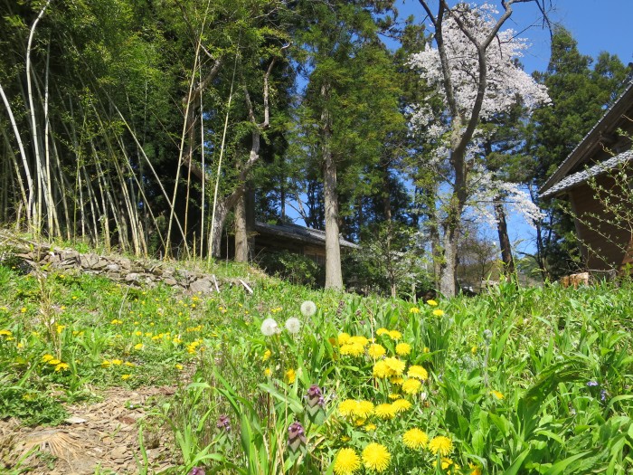 薬房から見上げる神社