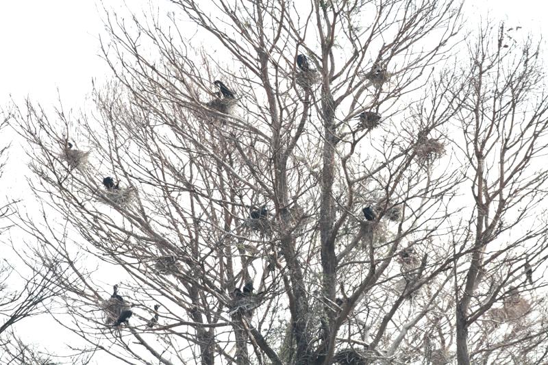 カワウのコロニー カワウのコロニー