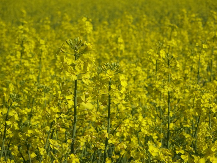 ルーマニアの春を象徴する黄色い菜の花