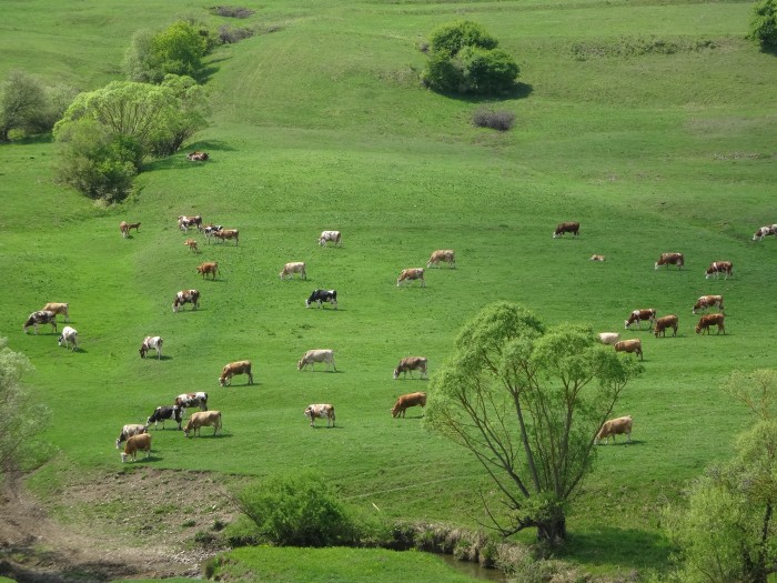 ビスクリ近郊の緑一面の牧草地。放牧された牛が草を食むのも春めいた光景