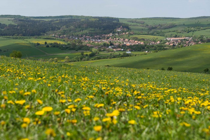 ビスクリ村近くの丘。村を取り囲むように緑の丘が続き、そこに黄色いタンポポが咲き乱れる